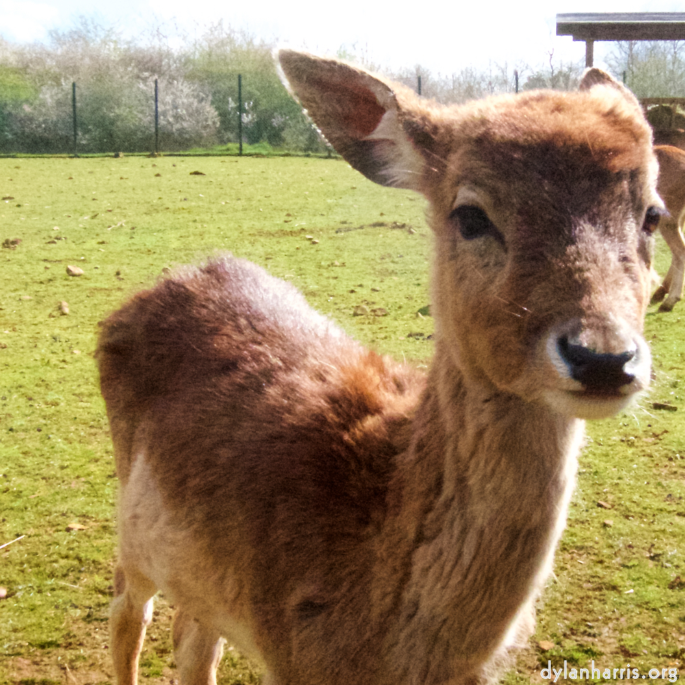 Image: Image 'esch–sur–alzette (ii) 4', at Escher Déierepark, a doe realises I’ve no treats.