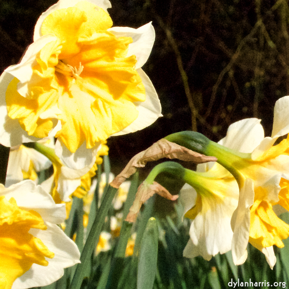 Image: Image 'esch–sur–alzette (ii) 5', of daffodils.