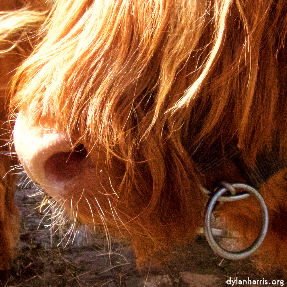 Image: Image 'esch–sur–alzette (ii) 7', at Escher Déierepark, the snout of a highland bull.