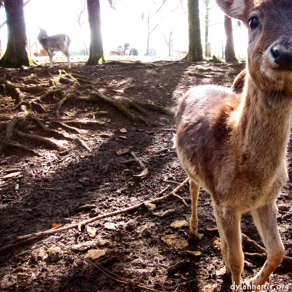 image: an inquisitive doe