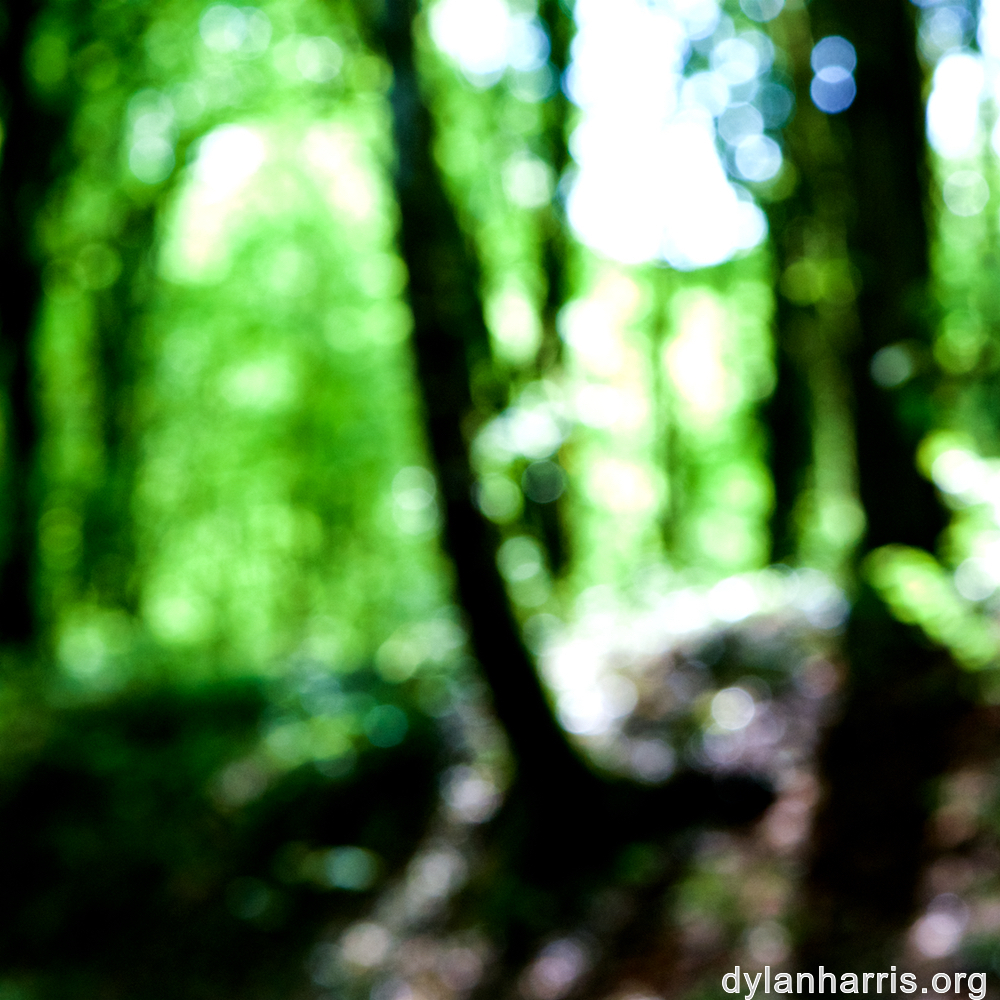 image: bent tree