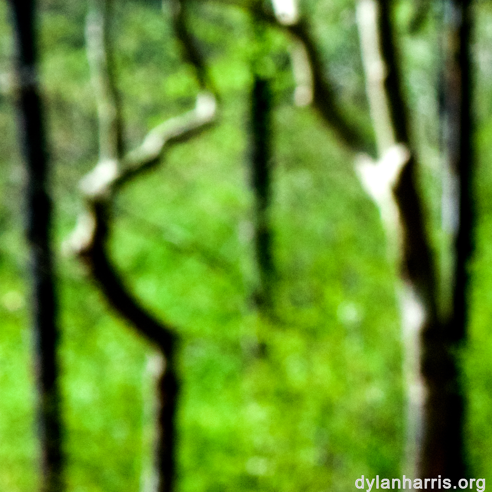 image: bent tree