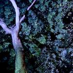 Image: Second image from the photoset 'nuit (iii)'.