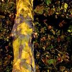 Image: Fifth image from the photoset 'nuit (iii)'.