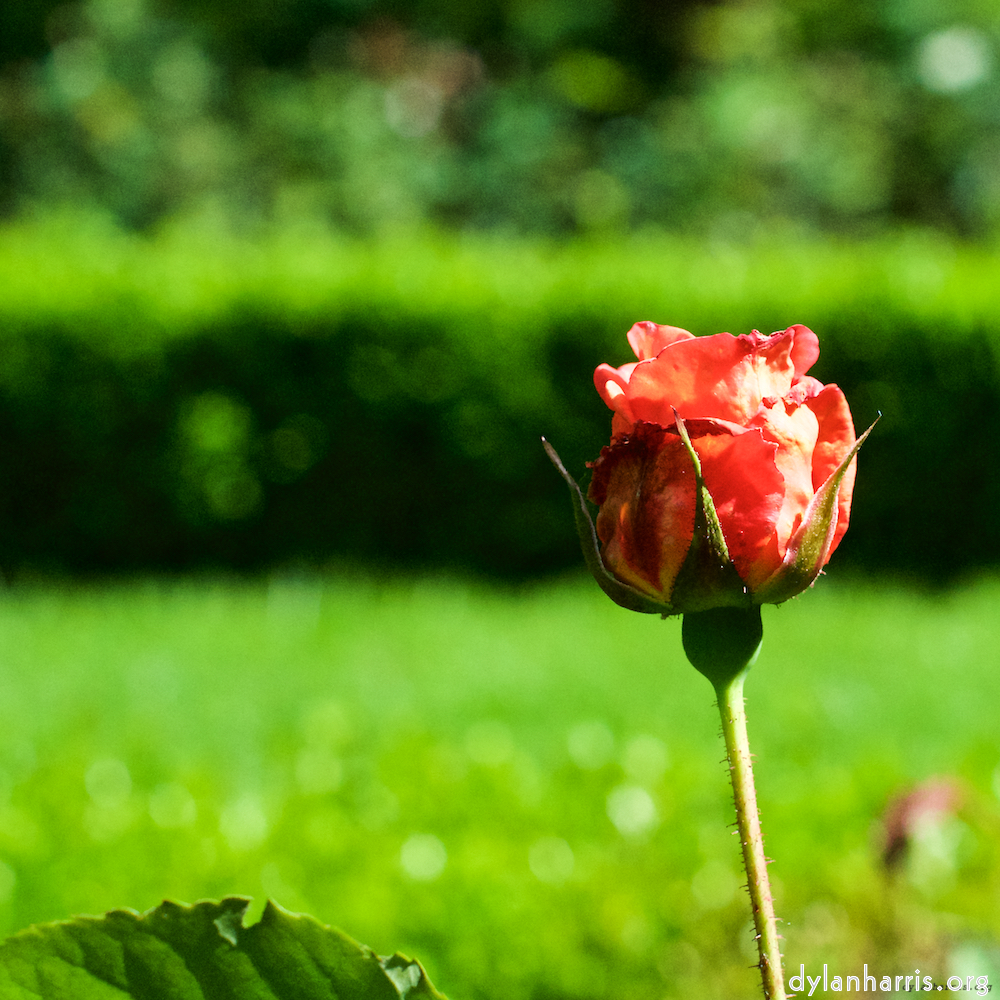 image: flower