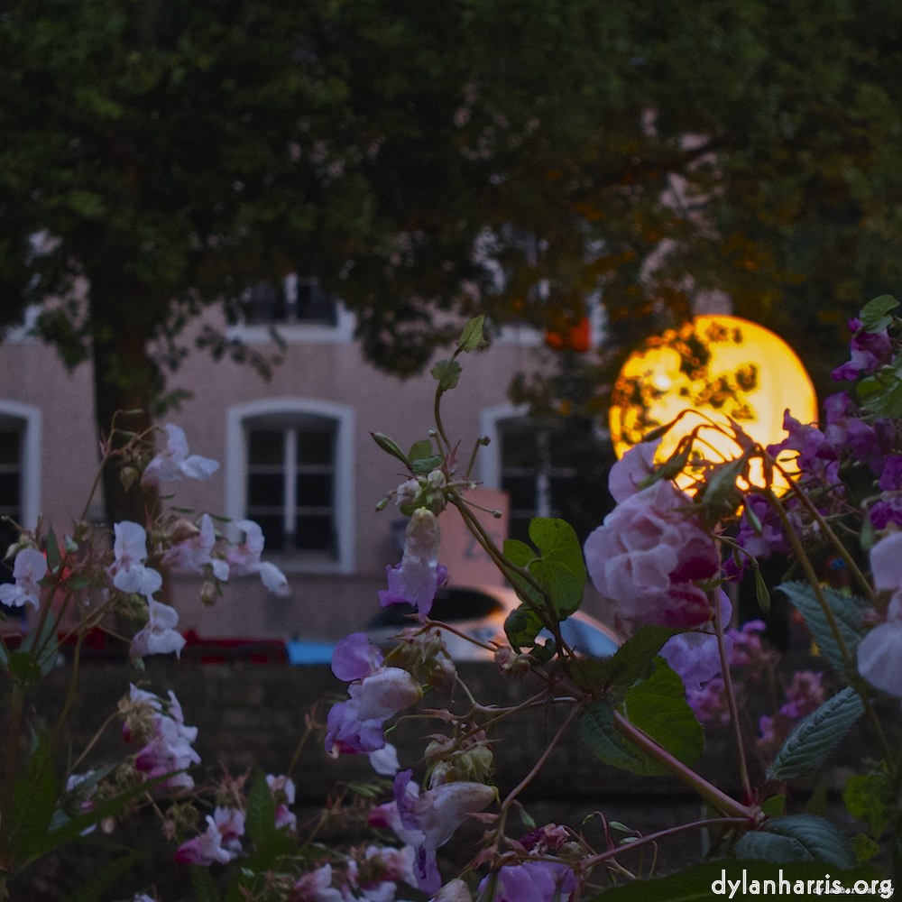 Image 'flower (vii) 3'.