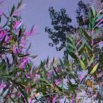 Second image from the photoset 'flower (vii)'.