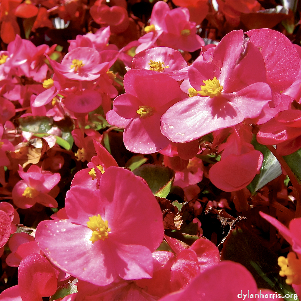image: Voici ‘fleurs d’esch (lxix) 1’.