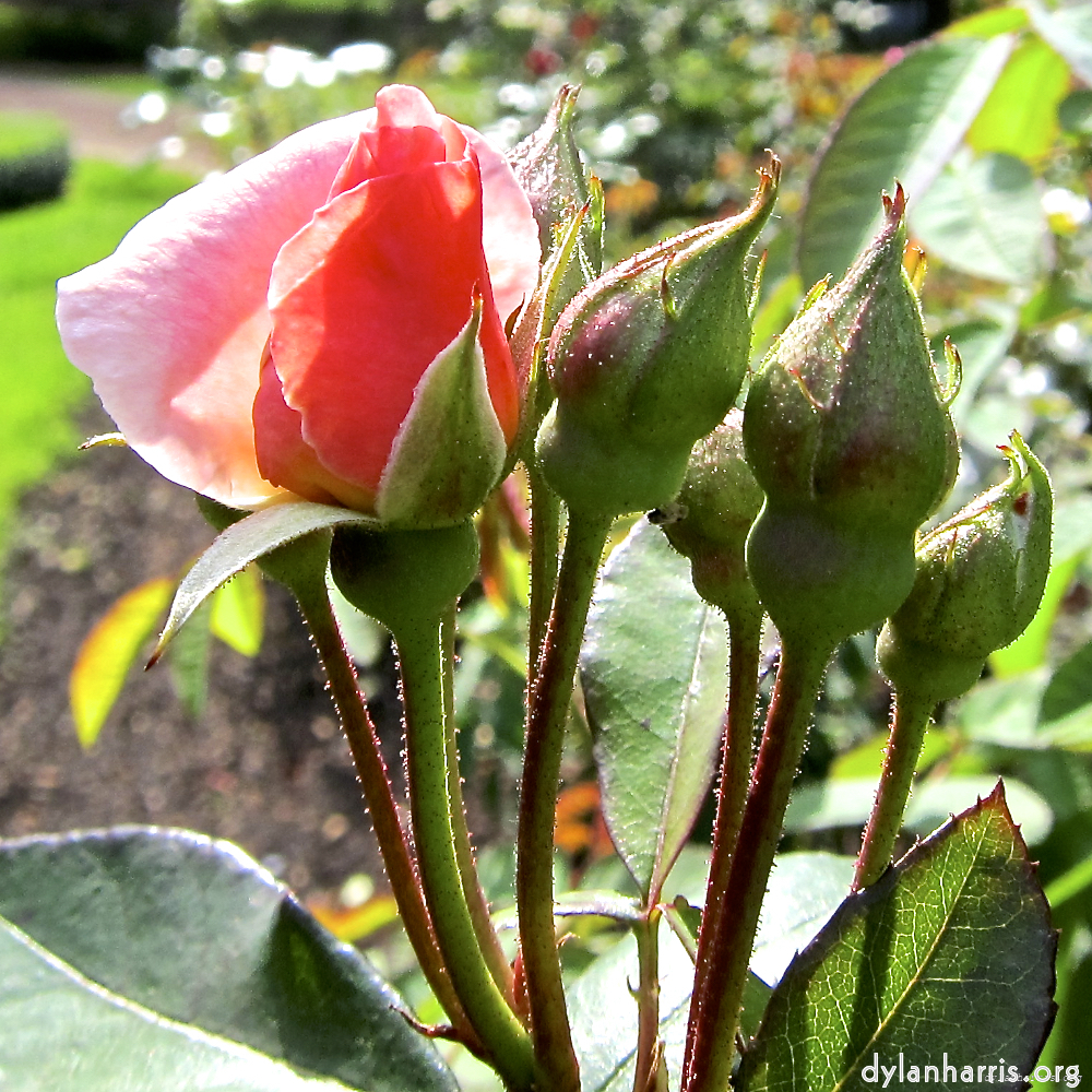 image: Voici ‘fleurs d’esch (lxix) 10’.