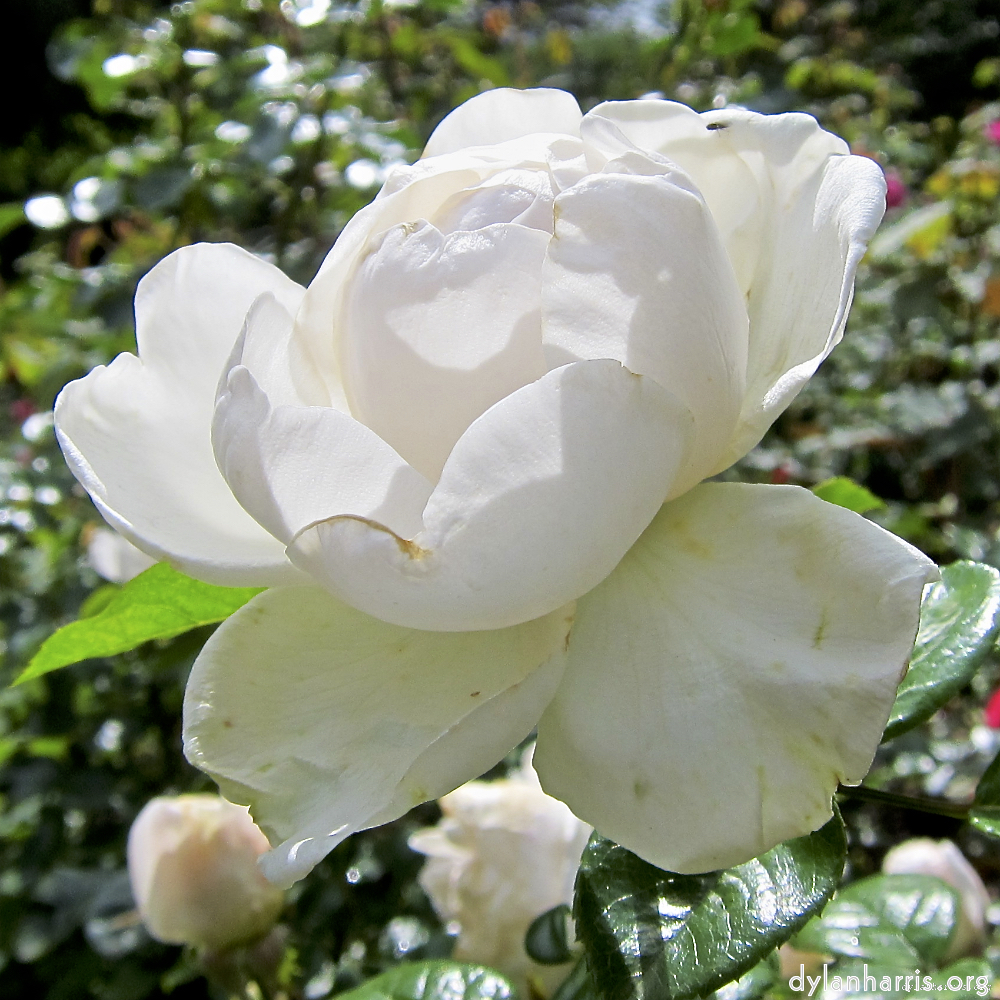 image: Voici ‘fleurs d’esch (lxix) 2’.