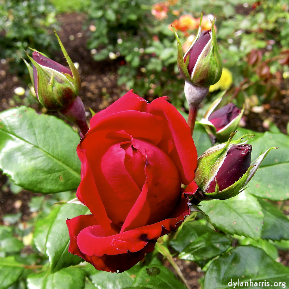 image: Voici ‘fleurs d’esch (lxix) 3’.