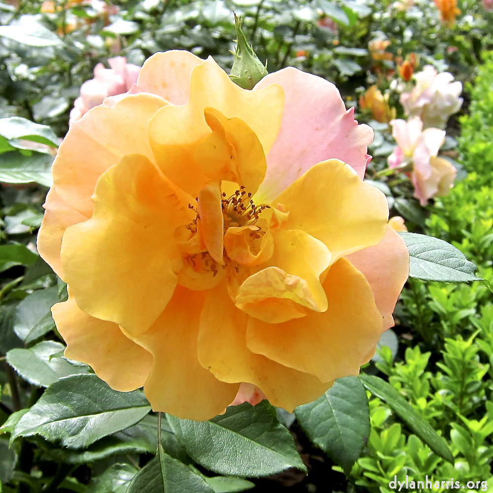 image: Voici ‘fleurs d’esch (lxix) 4’.