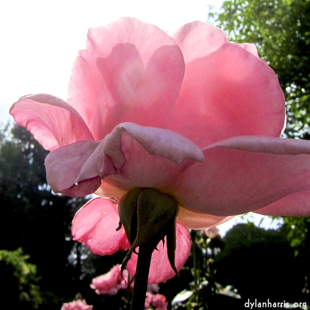 image: Voici ‘fleurs d’esch (lxix) 5’.