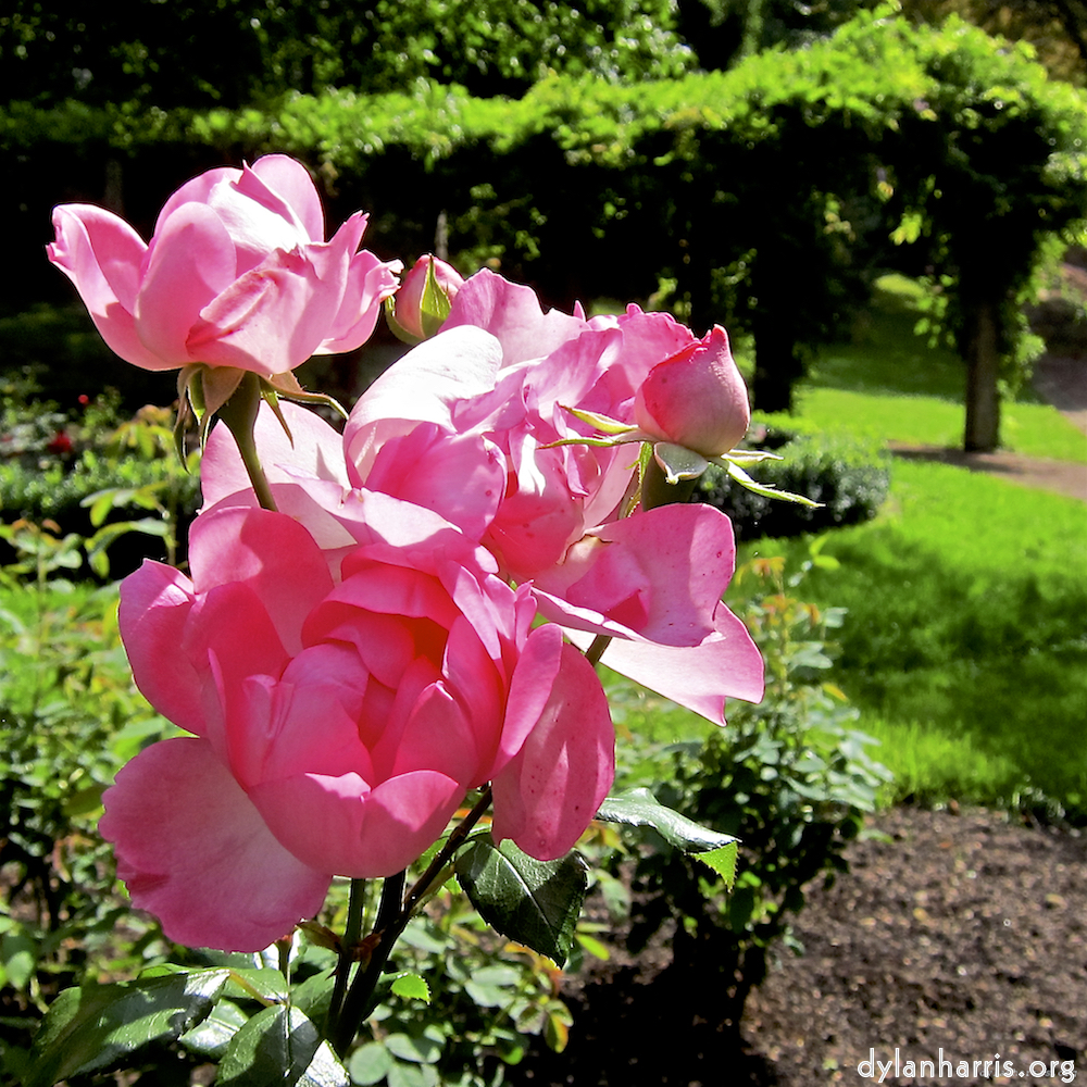 image: Voici ‘fleurs d’esch (lxix) 9’.
