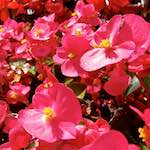 image: Image du photoset ‘fleurs d’esch (lxix)’.