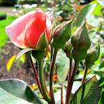 image: Image du photoset ‘fleurs d’esch (lxix)’.