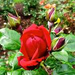 image: Image du photoset ‘fleurs d’esch (lxix)’.