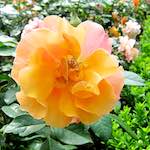image: Image du photoset ‘fleurs d’esch (lxix)’.