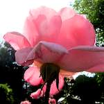 image: Image du photoset ‘fleurs d’esch (lxix)’.