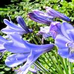 image: Image du photoset ‘fleurs d’esch (lxix)’.