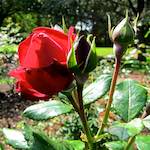 image: Image du photoset ‘fleurs d’esch (lxix)’.