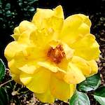image: Image du photoset ‘fleurs d’esch (lxix)’.