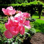 image: Image du photoset ‘fleurs d’esch (lxix)’.