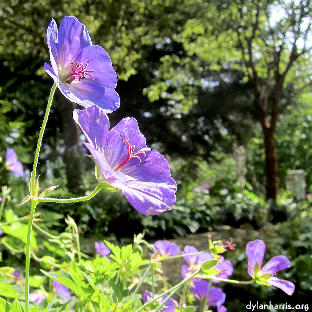 image: Two more flowery photosets.