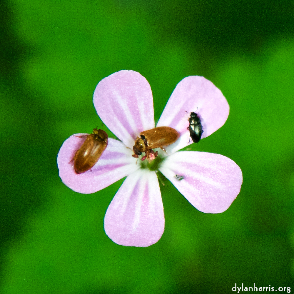 image: wild flower with visitors