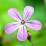 Image: First image from the photoset 'flower (xviii)'.