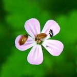 image: wild flower with visitors