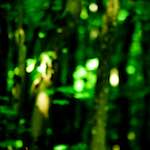 Image: First image from the photoset 'wood (xxxi)'.