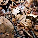 Image: Second image from the photoset 'wood (xxxi)'.