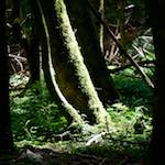 Image: Third image from the photoset 'wood (xxxi)'.