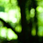 Image: Fourth image from the photoset 'wood (xxxi)'.