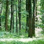 Image: Sixth image from the photoset 'wood (xxxi)'.