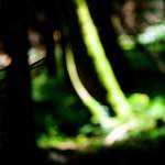 Image: Seventh image from the photoset 'wood (xxxi)'.