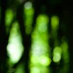 Image: Eighth image from the photoset 'wood (xxxi)'.