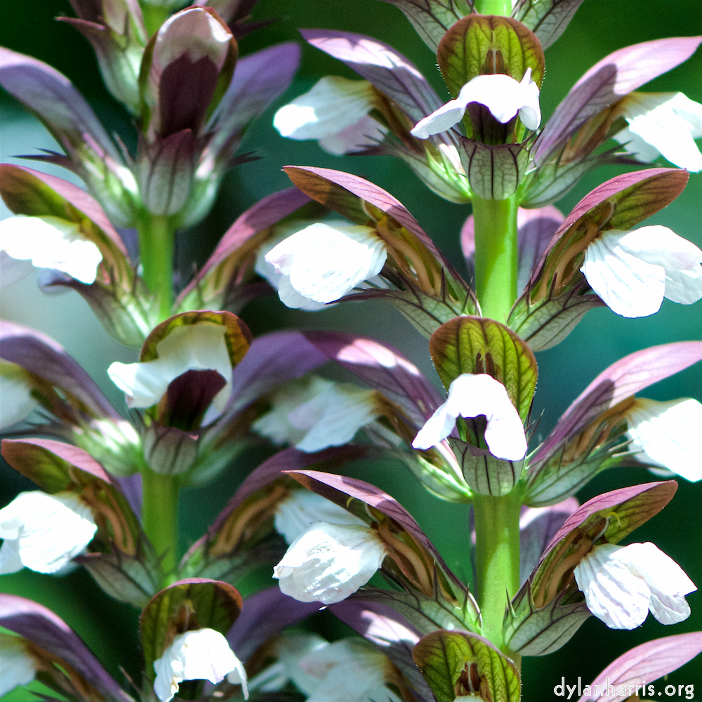 image: This is &lsquo;escher blummen (cxxxiii) 6&rsquo;.