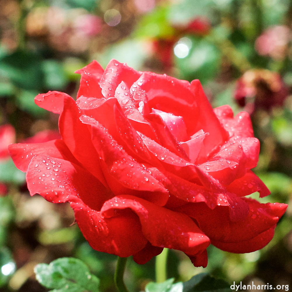 image: flowers