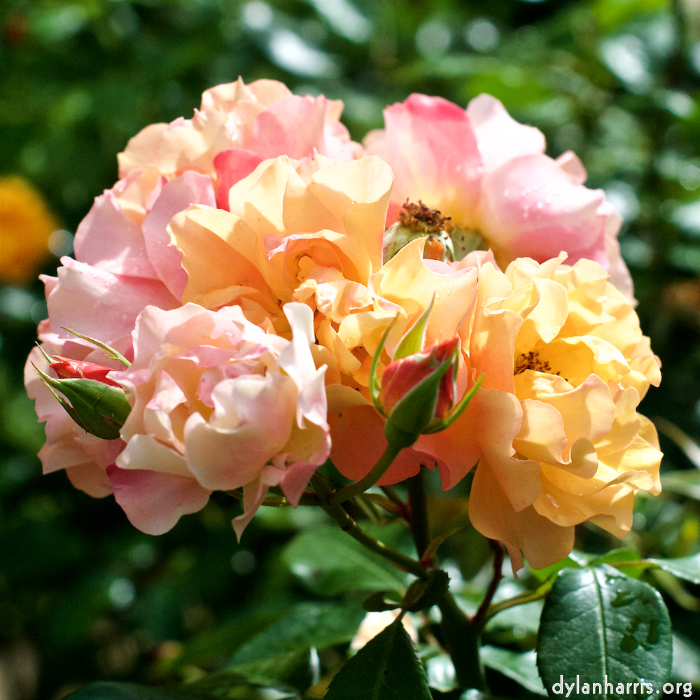 Image 'flower (xxiv) 2'.
