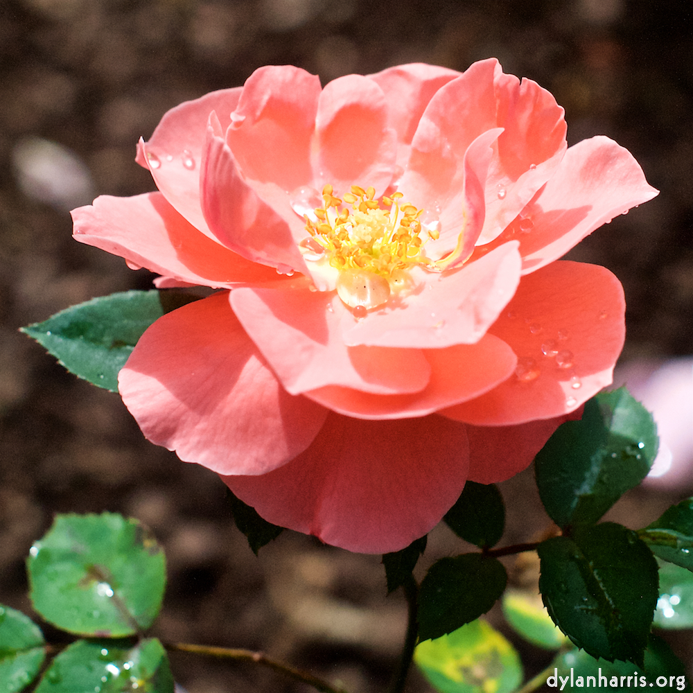 Image 'flower (xxiv) 3'.