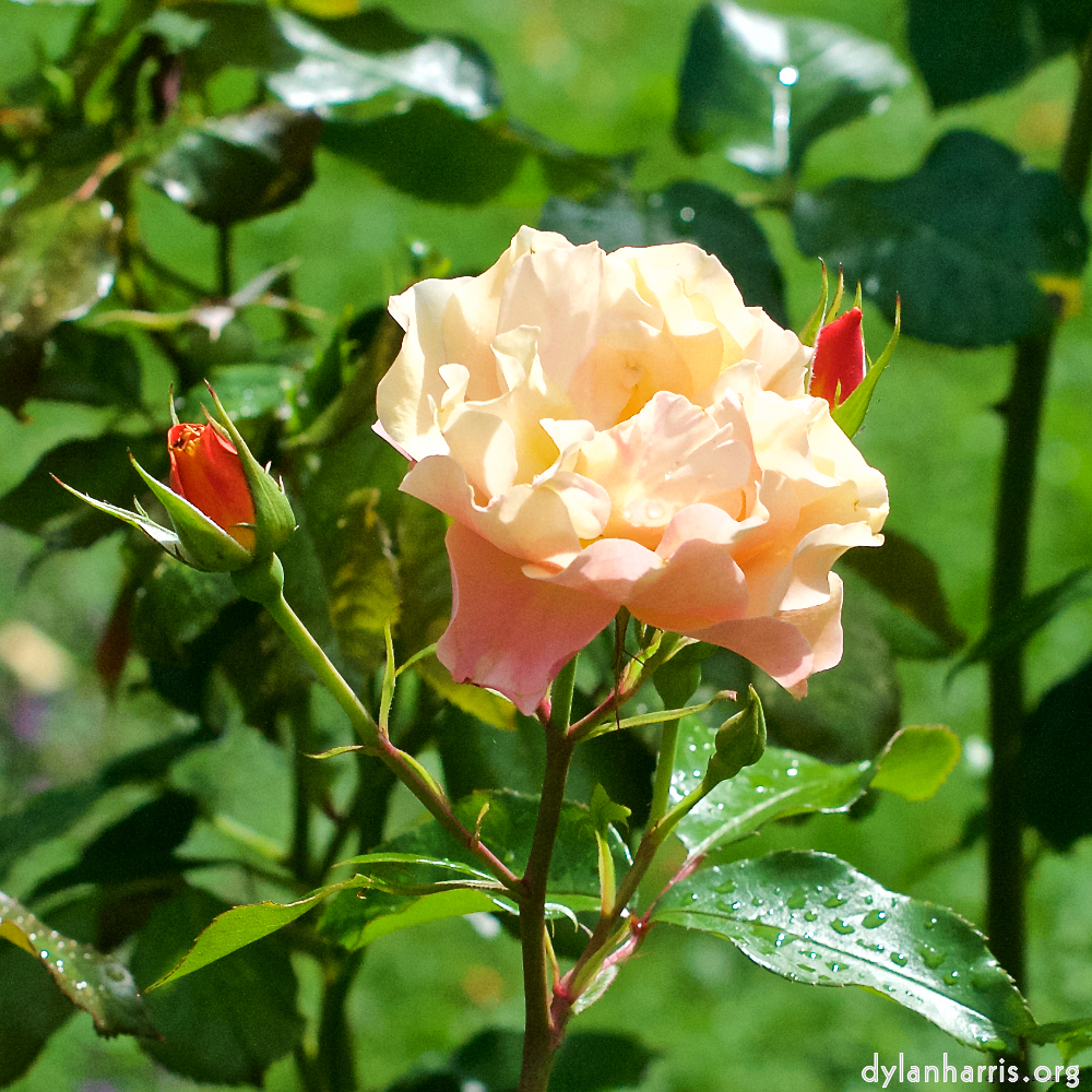 Image 'flower (xxiv) 7'.