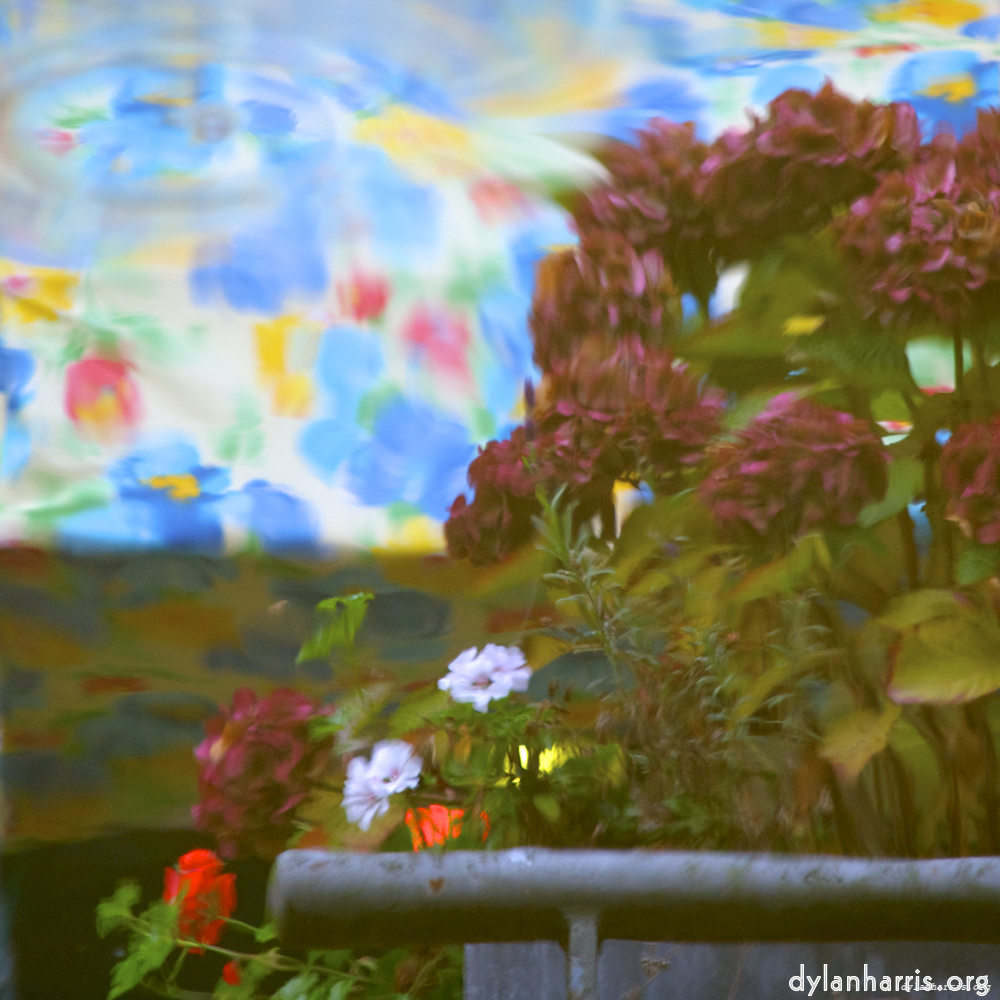Image: Image 'gouda (iv) 6'.