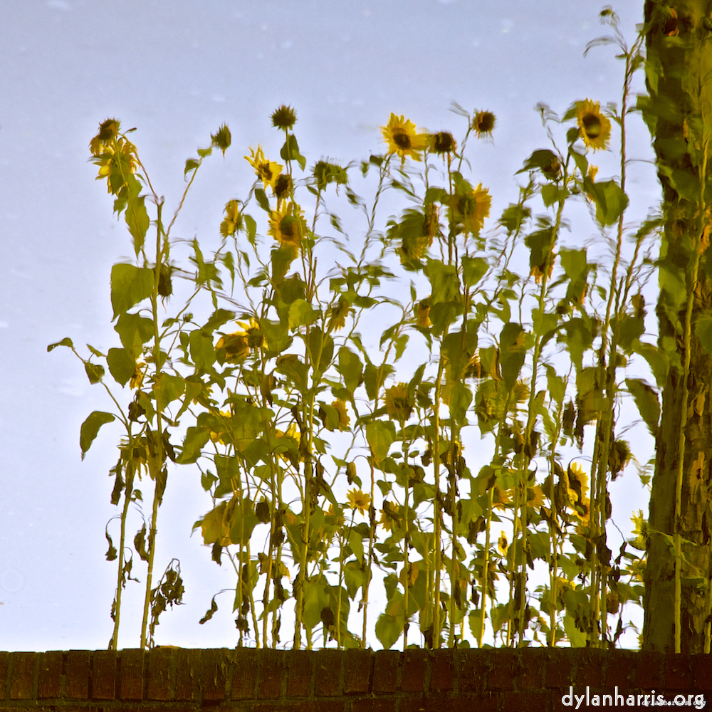 Image: Image 'gouda (vii) 2'.