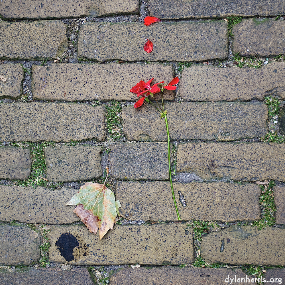 Image: Image 'gouda (vii) 6'.
