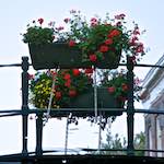 Image: First image from the photoset 'gouda (vii)'.