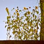 Image: Second image from the photoset 'gouda (vii)'.