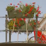 Image: Third image from the photoset 'gouda (vii)'.