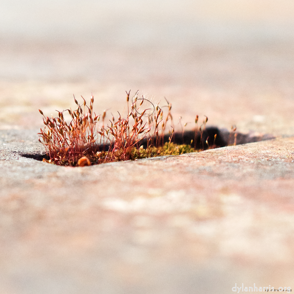 Image: Image 'fond–de–gras (i) 5'.